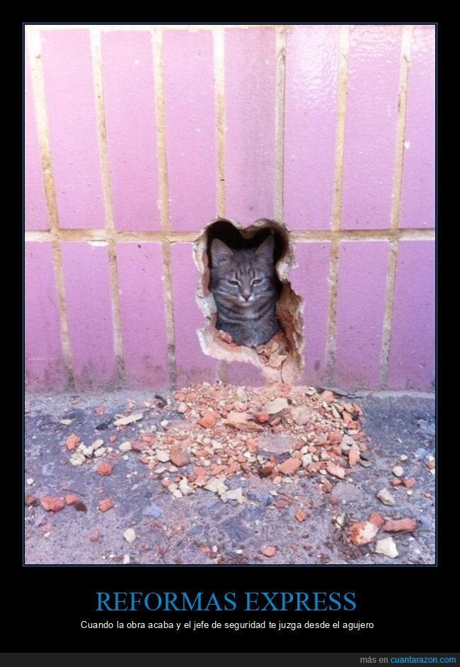 gato,obra,agujero,pared,escombros