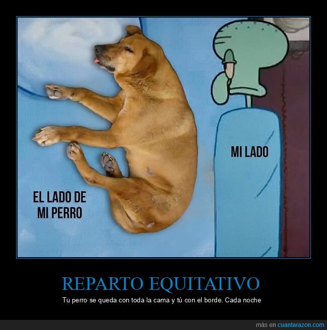perro,cama,dormir,espacio,convivencia