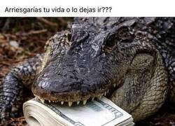 Enlace a En mi economía, el cocodrilo está en prácticas