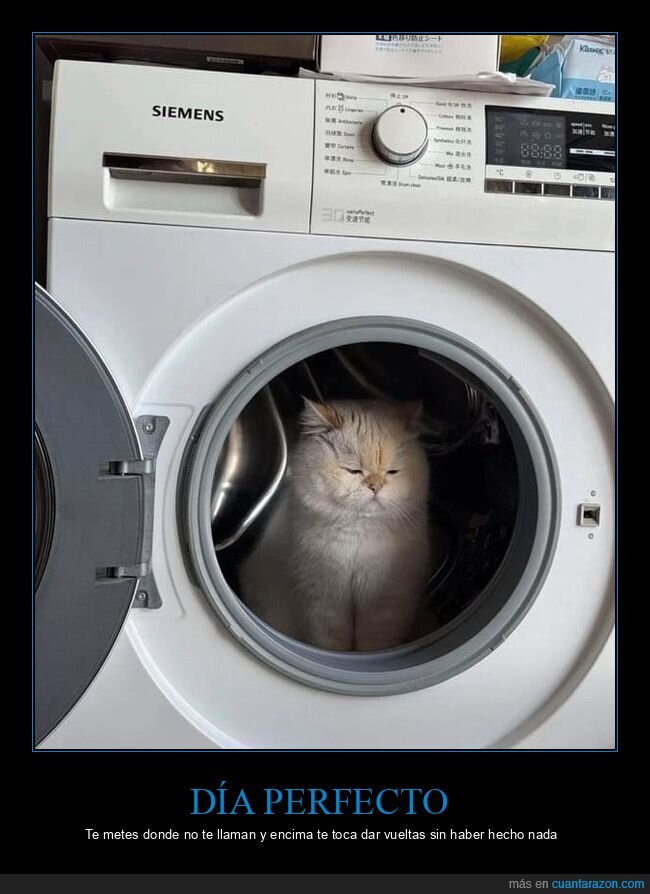 gato,lavadora,despiste,castigo,hogar