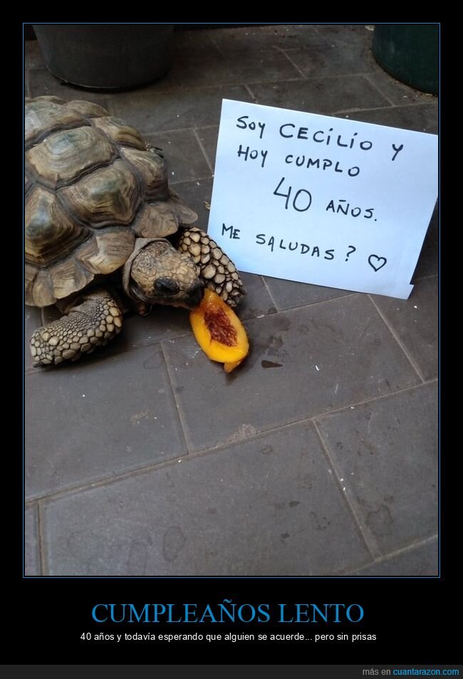 tortuga,cumplea&ntilde;os,40a&ntilde;os,cartel,lentitud