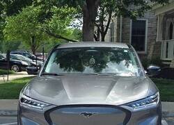 Enlace a Caballos sí, vergüenza no