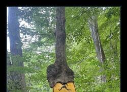 Enlace a El bosque también está hasta el tronco de tus niños