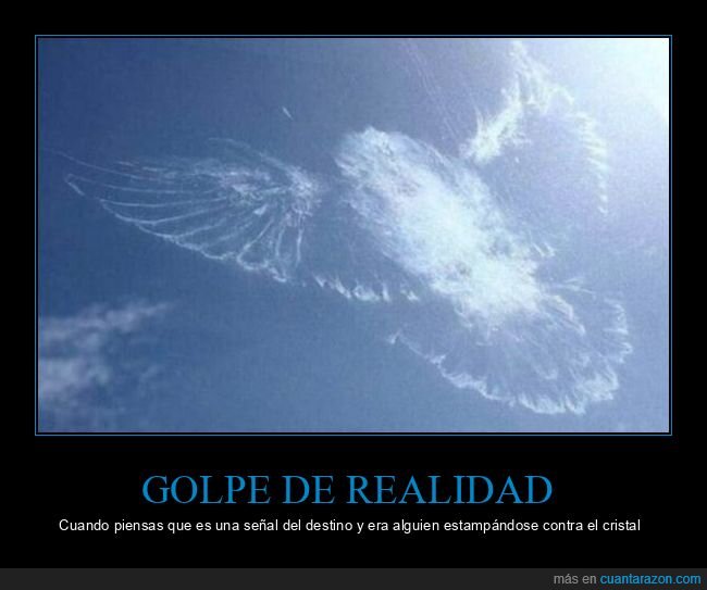 p&aacute;jaro,ventana,golpe,cristal,confusi&oacute;n