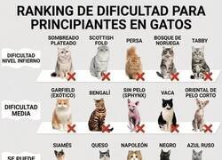 Enlace a Yo queriendo un gato y el ranking diciéndome: mejor una planta