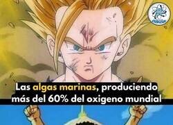 Enlace a Las algas haciendo el curro y los árboles llevándose la medalla