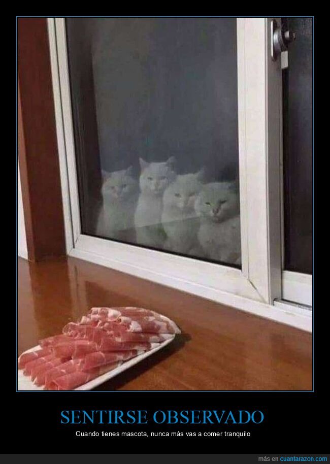 gatos,jamon,ventana,vigilancia,antojito