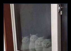 Enlace a Solo he sacado jamón y ya tengo comité de bienvenida