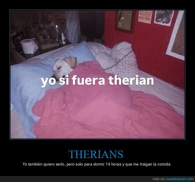 perro,siesta,cama,pereza,therian