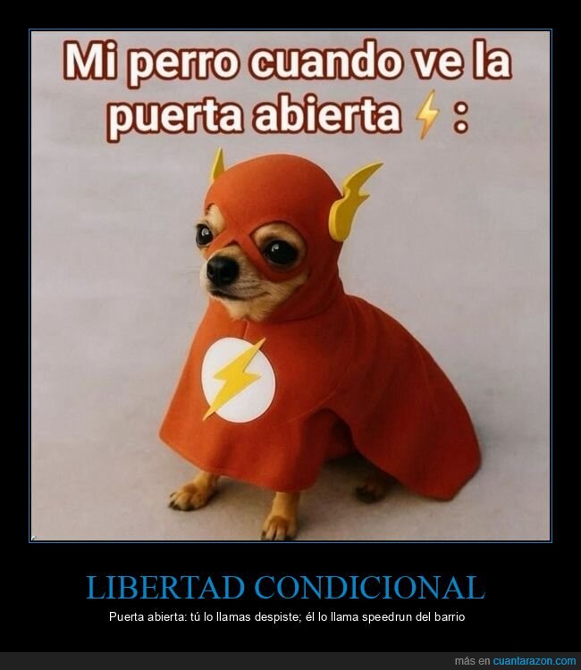 perro,puerta,escape,velocidad,disfraz