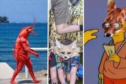 Enlace a Los MEMES más virales tras la explosión de los Therians