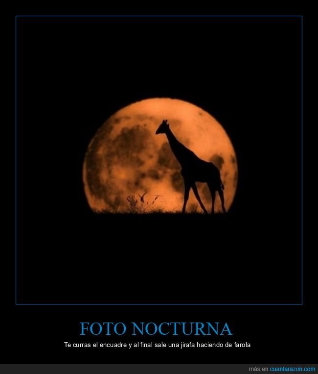 jirafa,luna,silueta,noche,fotografia