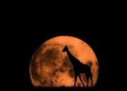 Enlace a Cuando el modo noche te pone una jirafa de filtro