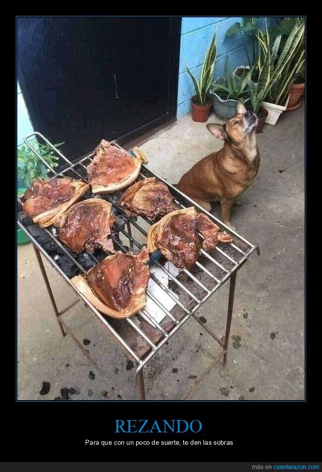 barbacoa,perro,carne,parrilla,supervisi&oacute;n