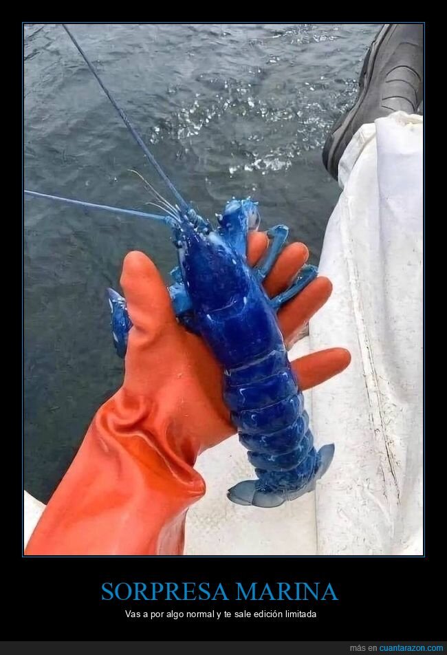 pesca,crust&aacute;ceo,rareza,sorpresa,azul