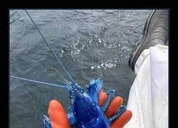 Enlace a Yo venía a pescar, no a desbloquear un Pokémon shiny