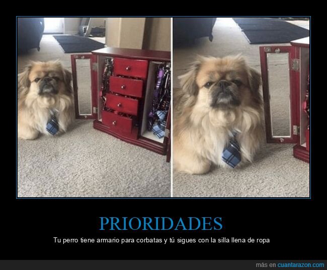 perro,corbata,armario,lujo,prioridades