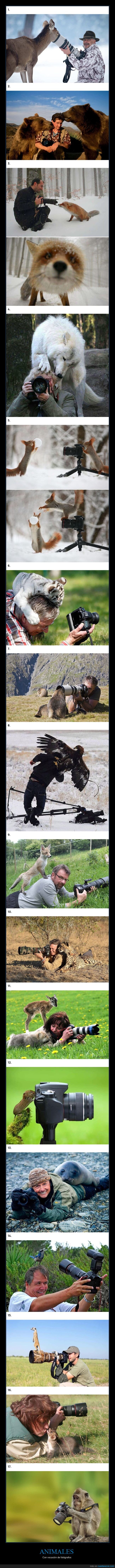 fotobomba,animales,fot&oacute;grafo,naturaleza,interrupci&oacute;n