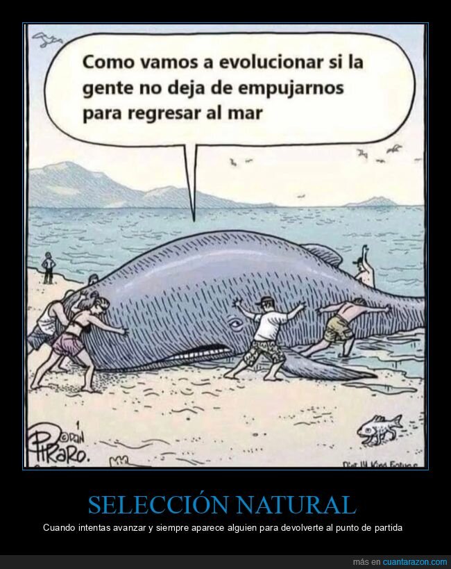 evoluci&oacute;n,ballena,playa,progreso,retroceso