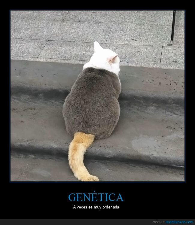 gato,peluquer&iacute;a,contraste,postureo,pereza