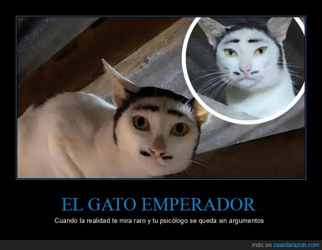 gato,emperador,psic&oacute;logo,cejas,absurdo