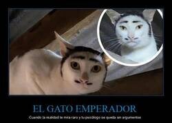 Enlace a Dicen que el gato emperador no existe