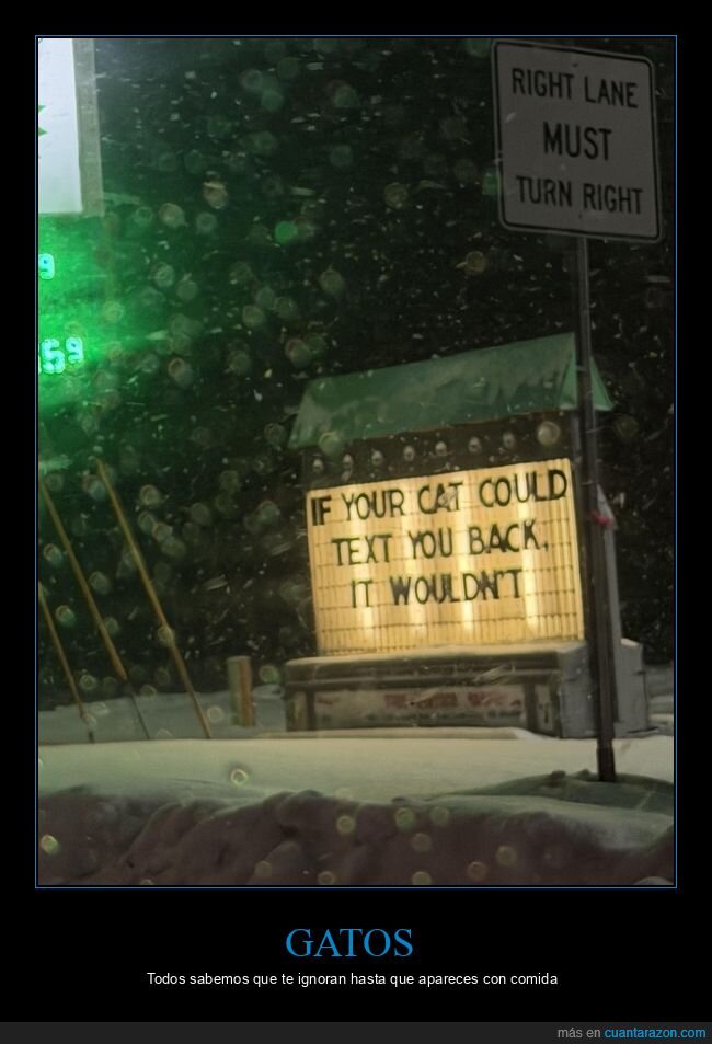 gato,mensajes,indirecta,cartel,carretera