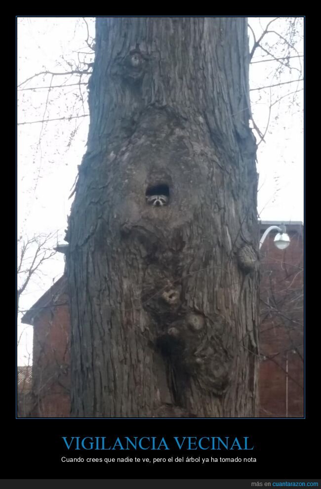 mapache,parque,vigilancia,curiosidad,cotilleo