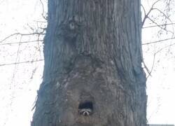 Enlace a El del árbol ya te ha juzgado