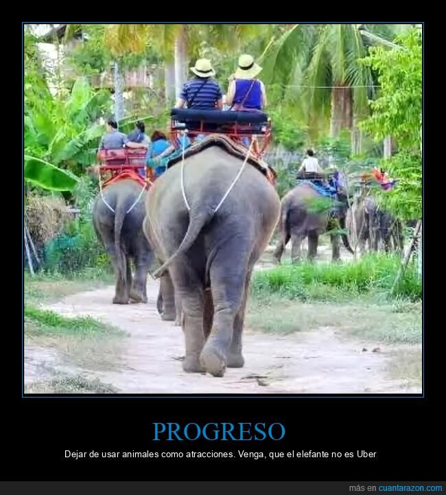 Indonesia,elefantes,turismo,prohibici&oacute;n,bienestar