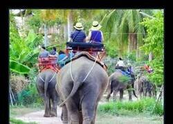 Enlace a Indonesia banea los paseos en elefante