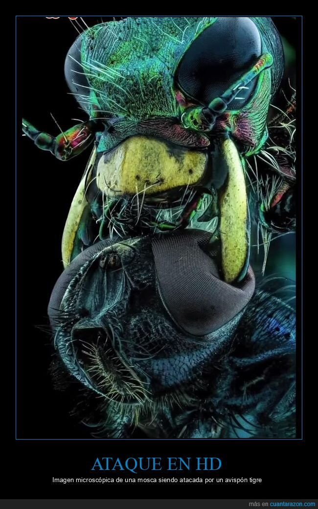 mosca,avispa,picadura,macrofotografia,insectos