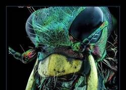 Enlace a Yo pensando que era el depredador… y resulta que era el entrante