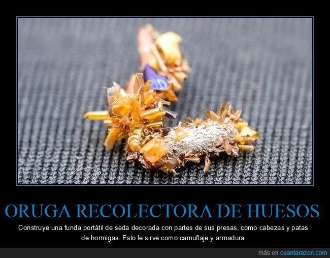 oruga,camuflaje,reciclaje,depredador,armadura