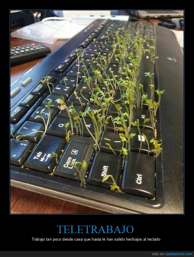 teclado,plantas,invernadero,oficina,despiste