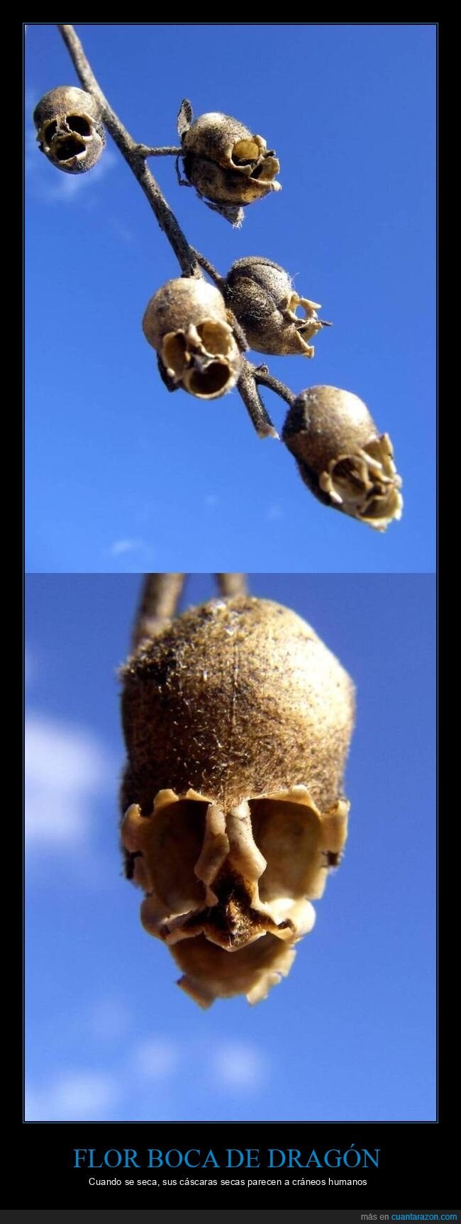 flores,calaveras,naturaleza,muerte,bot&aacute;nica