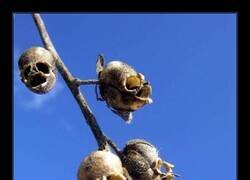 Enlace a Flores de Halloween