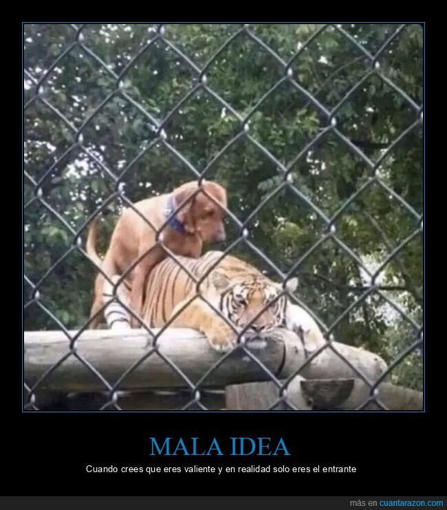 tigre,mono,zoologico,temeridad,peligro