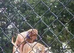 Enlace a No sé yo si es muy buena idea, Bobby