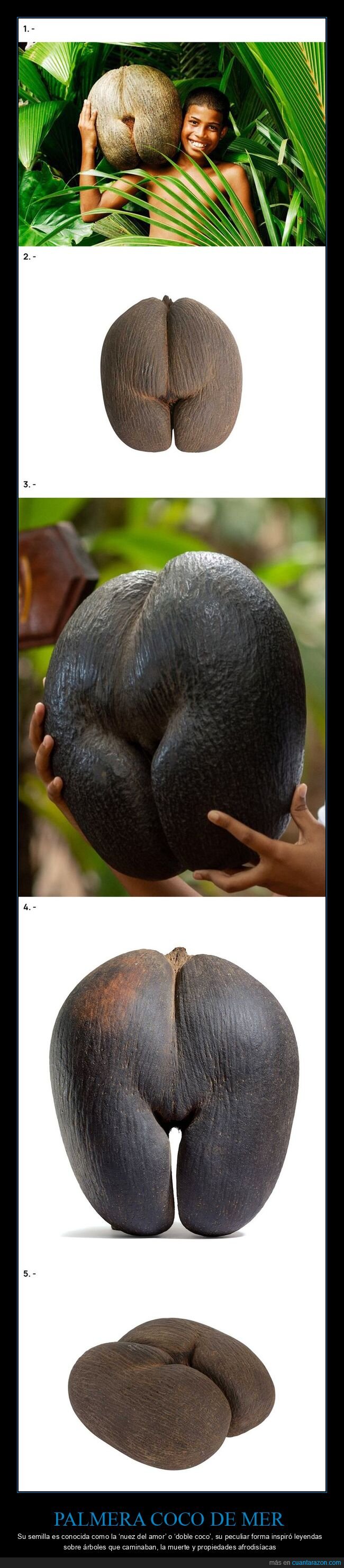 cocodemer,semilla,mitolog&iacute;a,leyenda,afrodis&iacute;aco,coco de mer,palmera