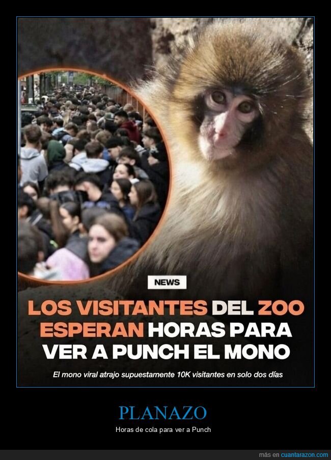 zoologico,mono,cola,japon,fama