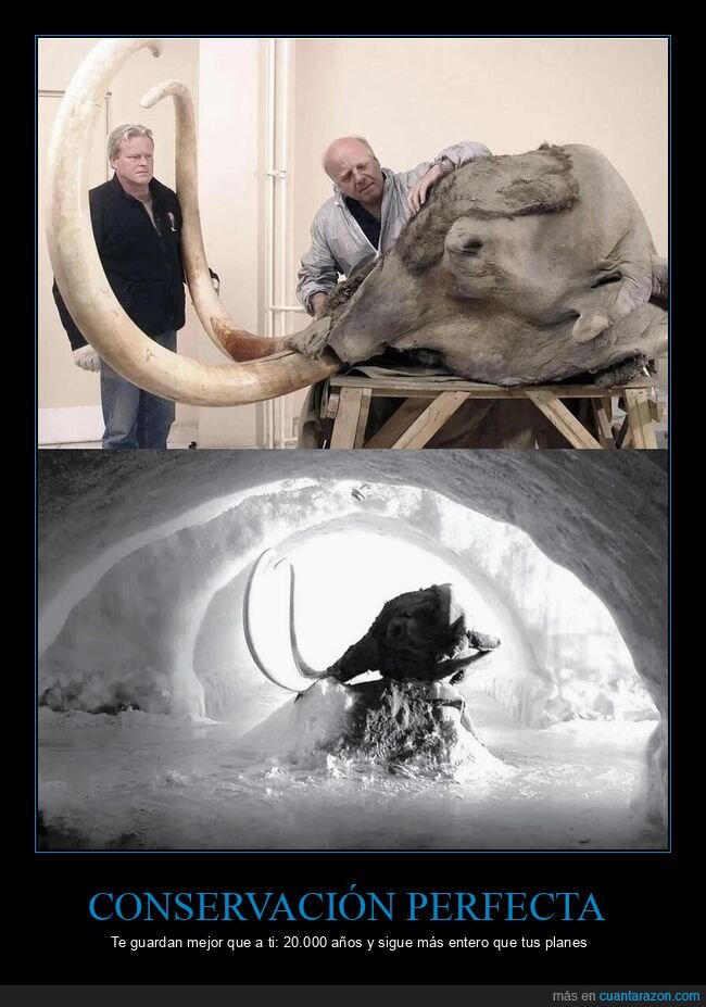 mamut,Yukagir,congelaci&oacute;n,prehistoria,conservaci&oacute;n