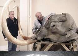 Enlace a El mamut de Yukagir, encontrado en 2002, sigue siendo el espécimen mejor conservado hasta el día de hoy