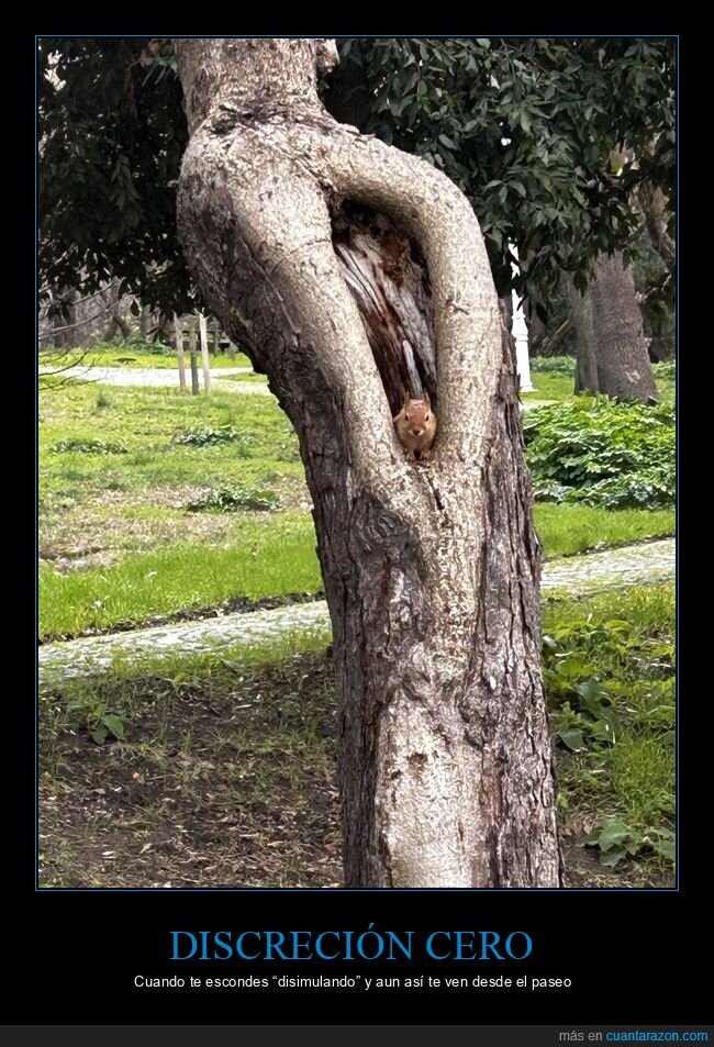 parque,ardilla,&aacute;rbol,escondite,mirada