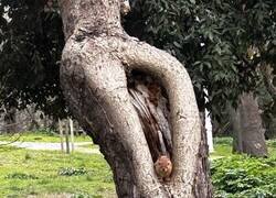 Enlace a Yo escondido, el árbol en modo “señalización”