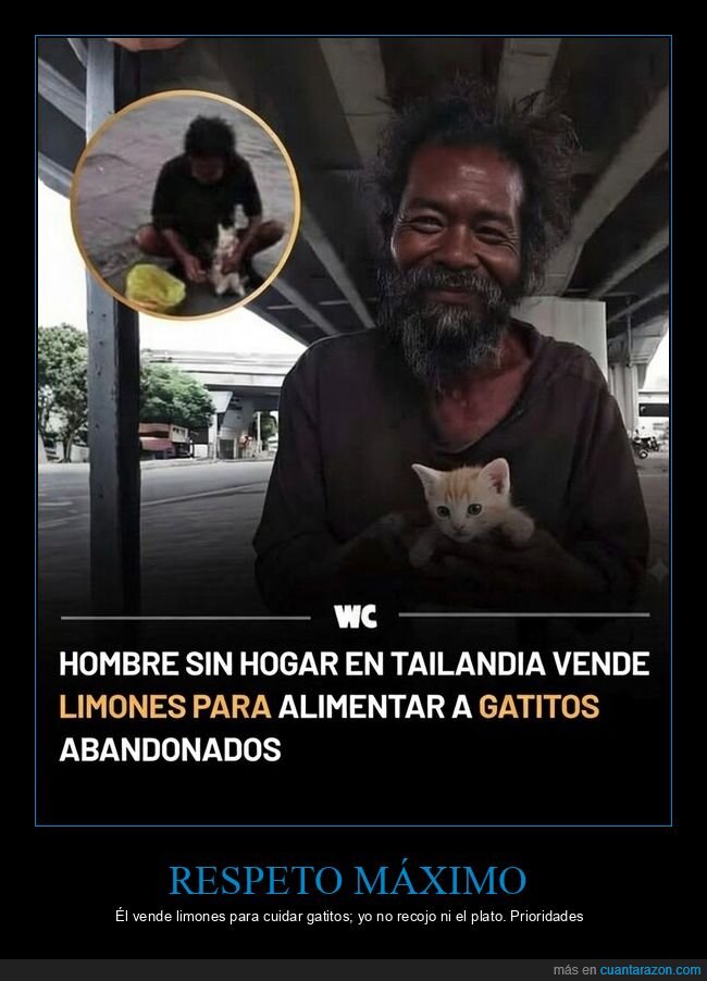 respeto,limones,gatitos,solidaridad,contraste