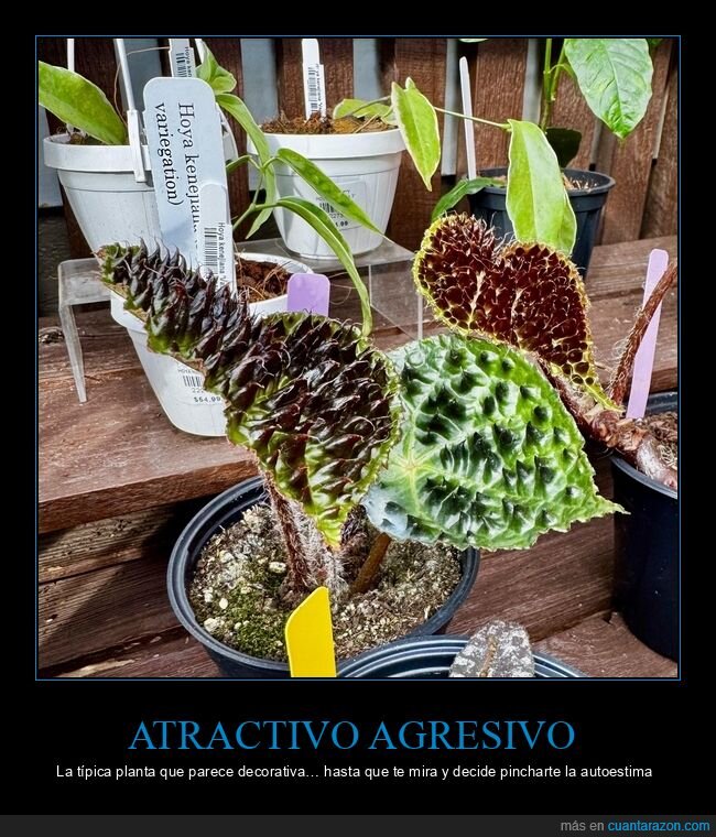 begonia,plantas,pinchos,jardineria,rareza