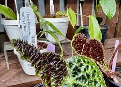 Enlace a Ferocious Begonia, ojo con esta plantita