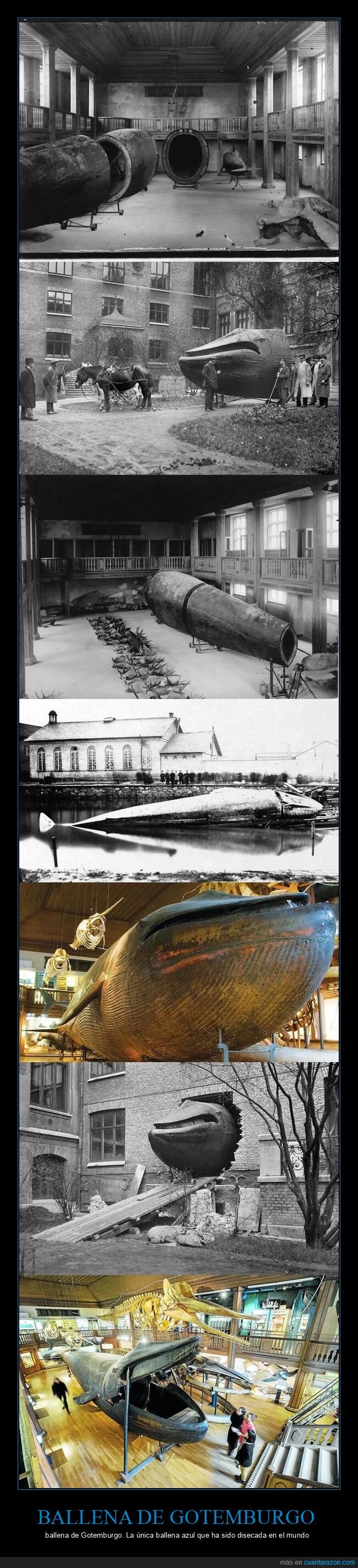 ballena,taxidermia,museo,Gotemburgo,coleccionismo