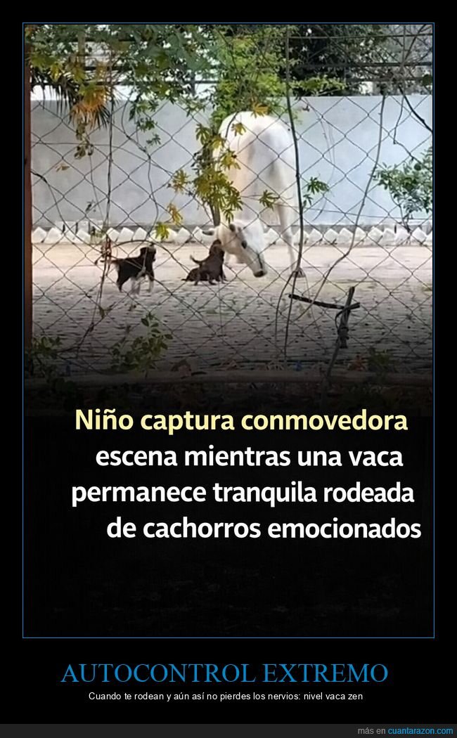 vaca,cachorros,calma,amistad,paciencia